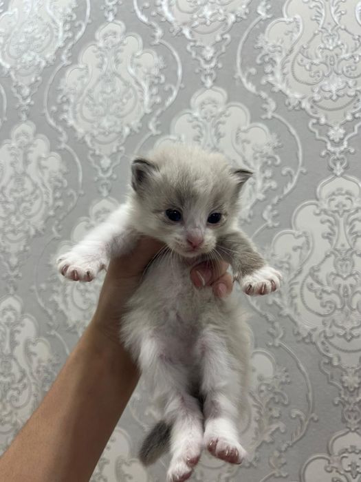 Отдам котят по 2500тг!