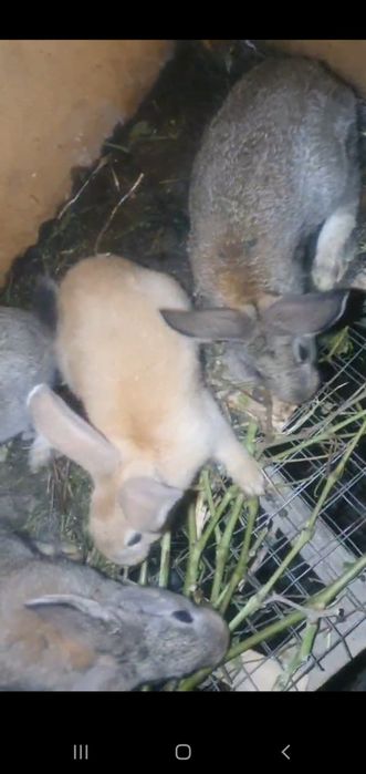 Quyonlar sotiladi ona bola 2 oylik Bogan bollari