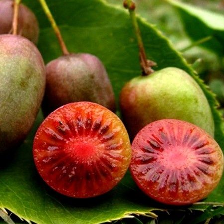 Kiwi (Soiul Ken 's Red )