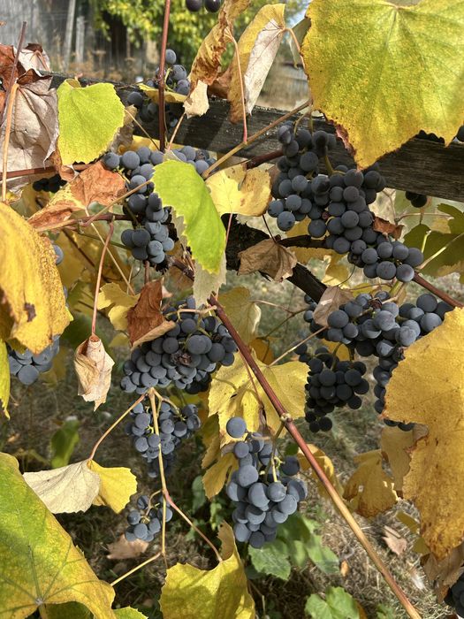 Struguri de vin,Dulci