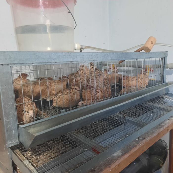 Продам перепелов манжур