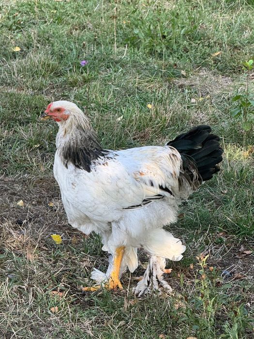 Cocos Brahma talie mare