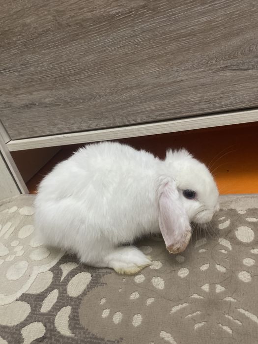 Продам зайца с сеткой