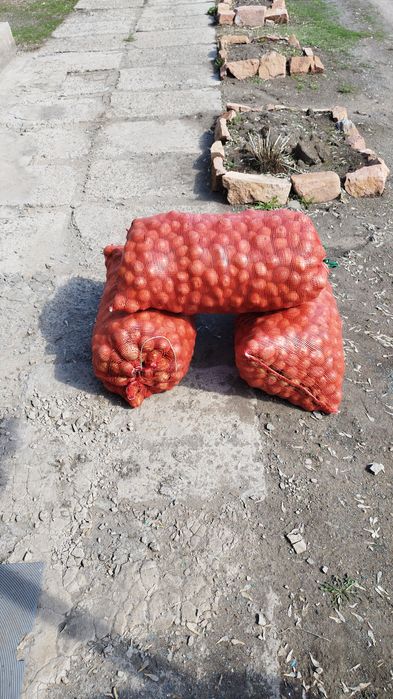 Семена картофель сорт калумба , семена крупные