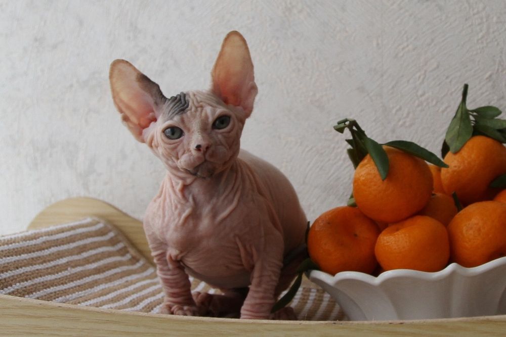 Котята сфинксята