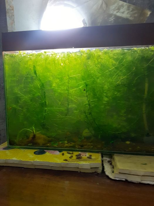 Аквариум 20 литров с травой и много креветок