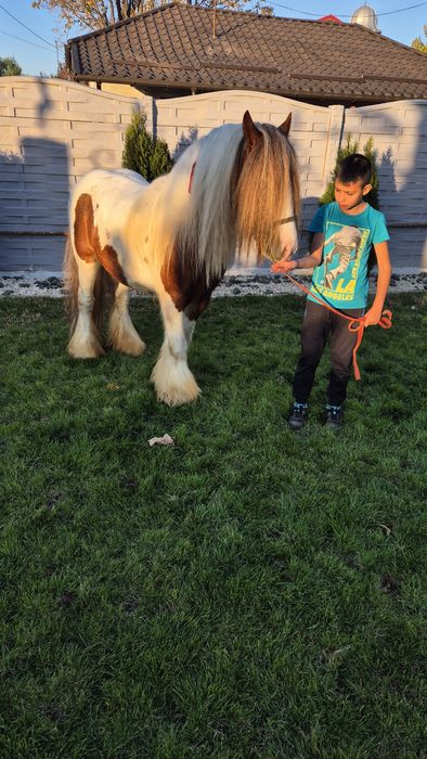 Cai gipsy pt hipoterapie si echitatie armasar si iapa