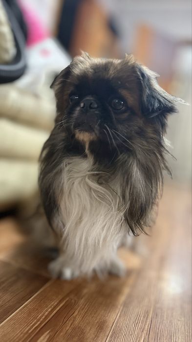 Пекинес для вязки