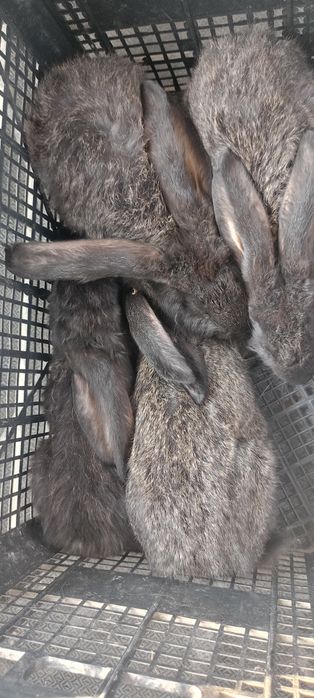 Velikan quyon bolari sotiladi