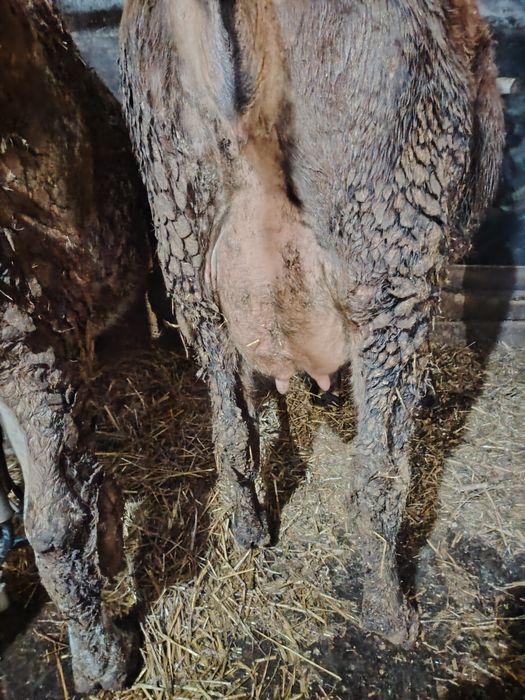 Junincă la prima fătare