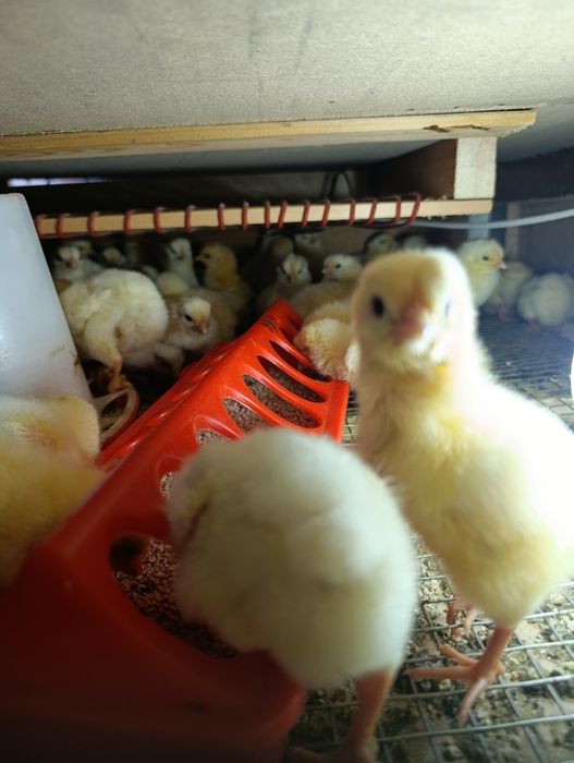 Цыплята Ломан-Браун