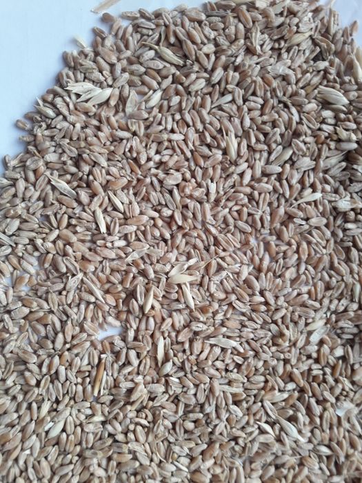 Пшеница неклассная,