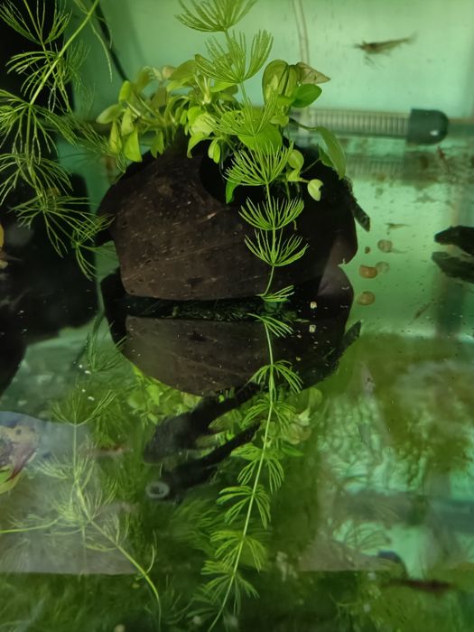 Сомики анциструсы