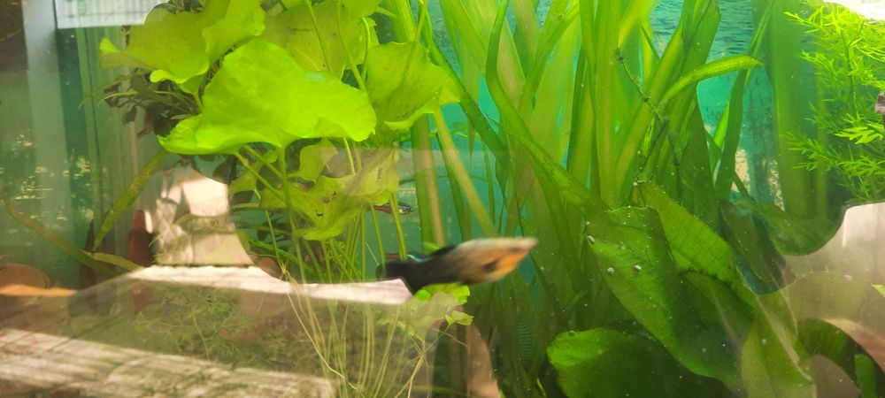 Акварюм растенялар сотамо хар хил