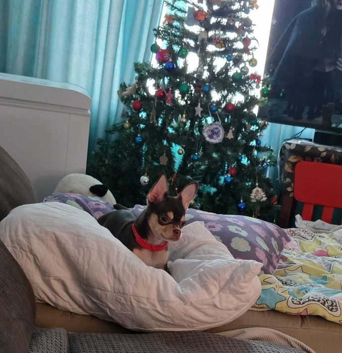 Продам щенка чихуахуа