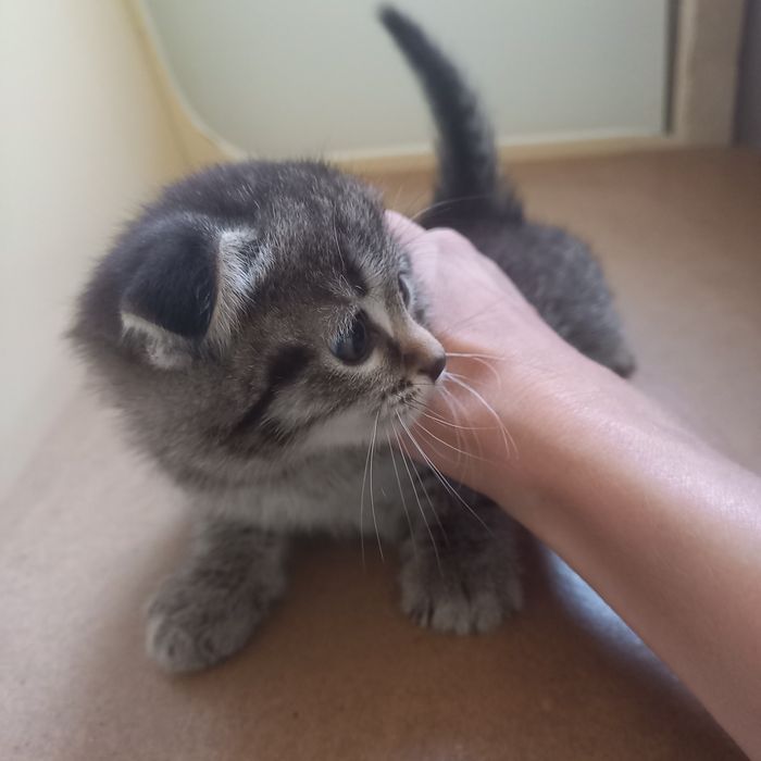 Вислоухие котёнок один месяц