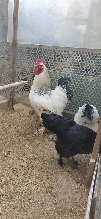 Брама  товуклар ва хуроз