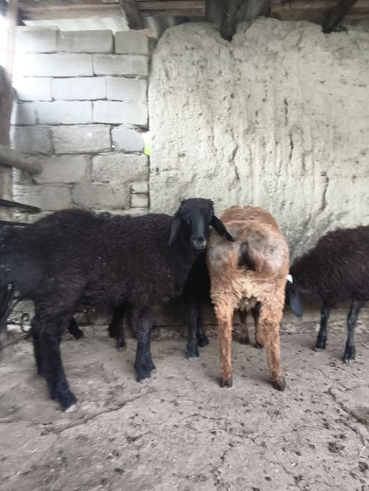 Qochqorlar sotiladi 4300 faqat srochna