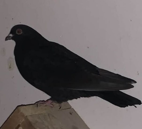 Vând porumbei ornament