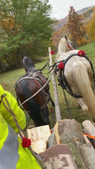 De vânzare un căluț sur