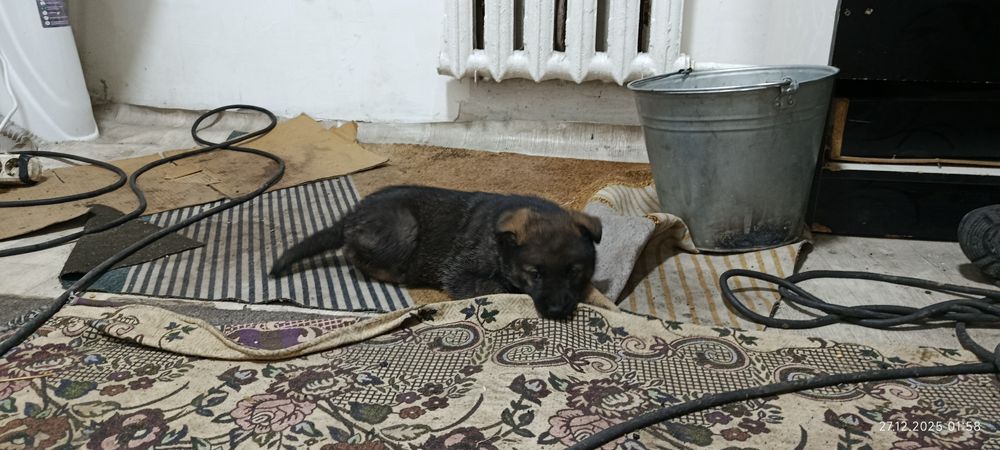 Вео овчарка щенок