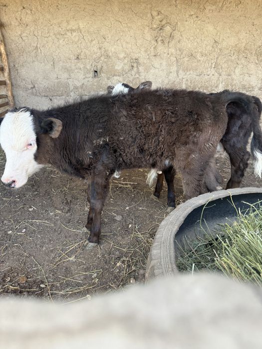 Бұзаулы Сиыр Сатылады