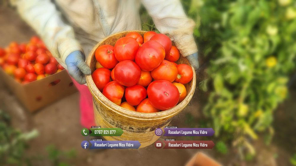 Vand Rasad de rosii ardei castraveti vinete salata | Rasaduri Legume