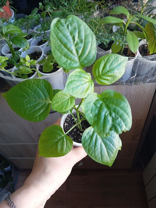 Комнатные растения продам