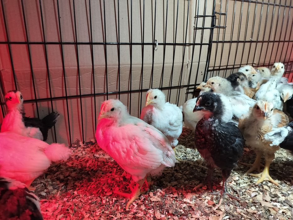 Pui zburați de casă