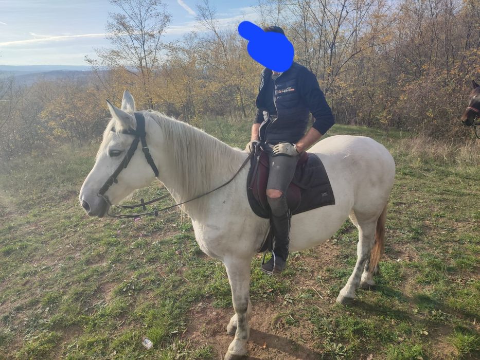 Vand iapa de 9 ani gestanta in 6 luni