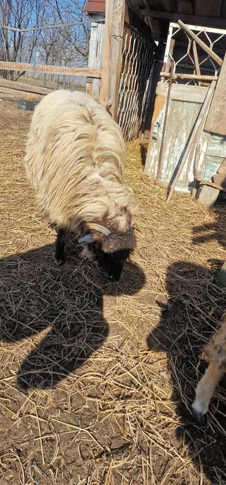 Vand mielute, tap si capre