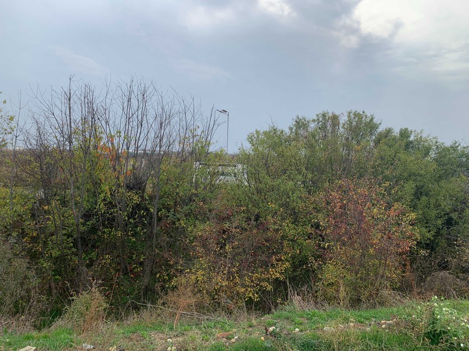 Teren de casa Sabareni linga padure 10 minute pina in Bucuresti