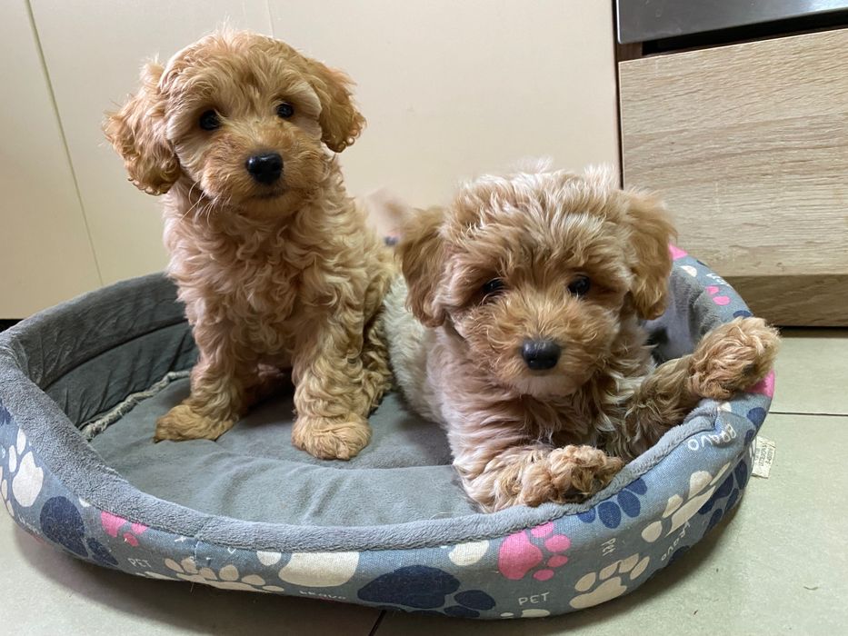 Пудел Той Без радословие