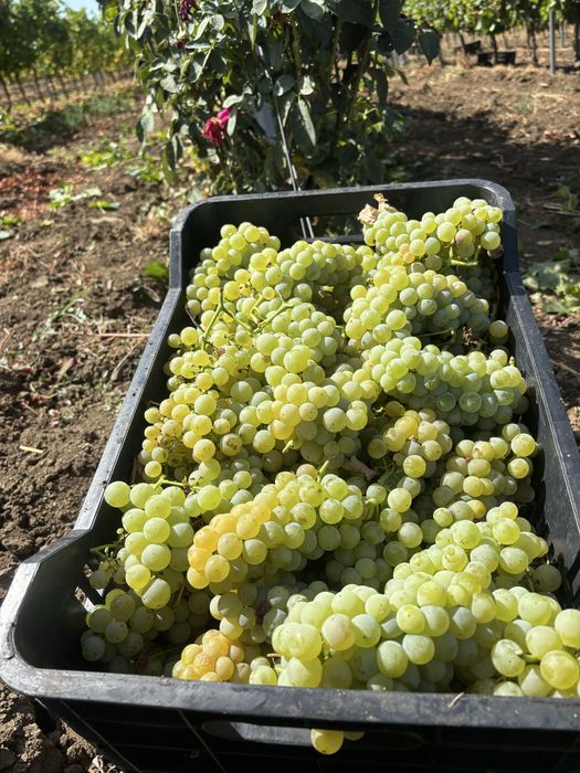 Продавам грозде.!!