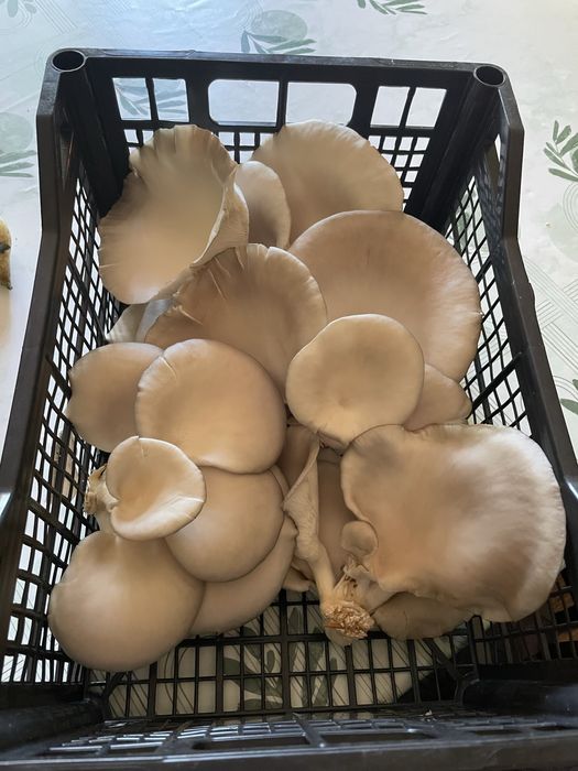 Ciuperci pleurotus