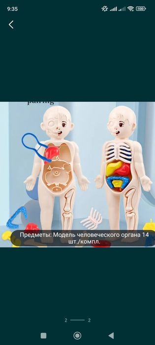 Модель человеческого организма