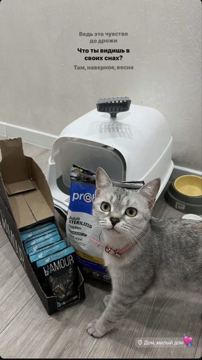 Продается Шотландская кошка