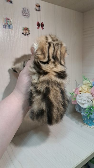 Скотиш фолд малыши , без помиси
