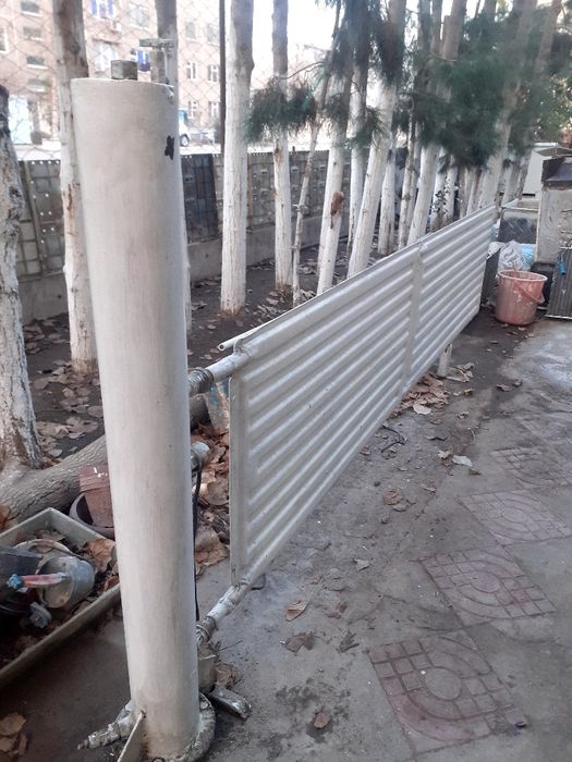 Масляная боторея