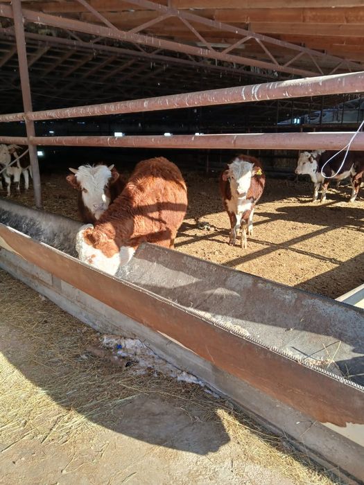 Ақбас патсостар  сатылымда бар