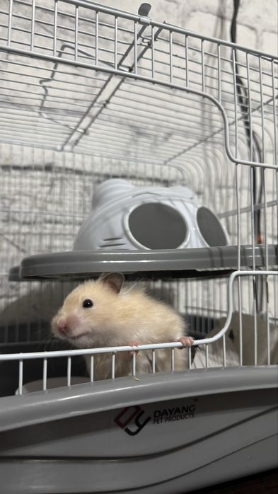 Хомяк в ответственые руки