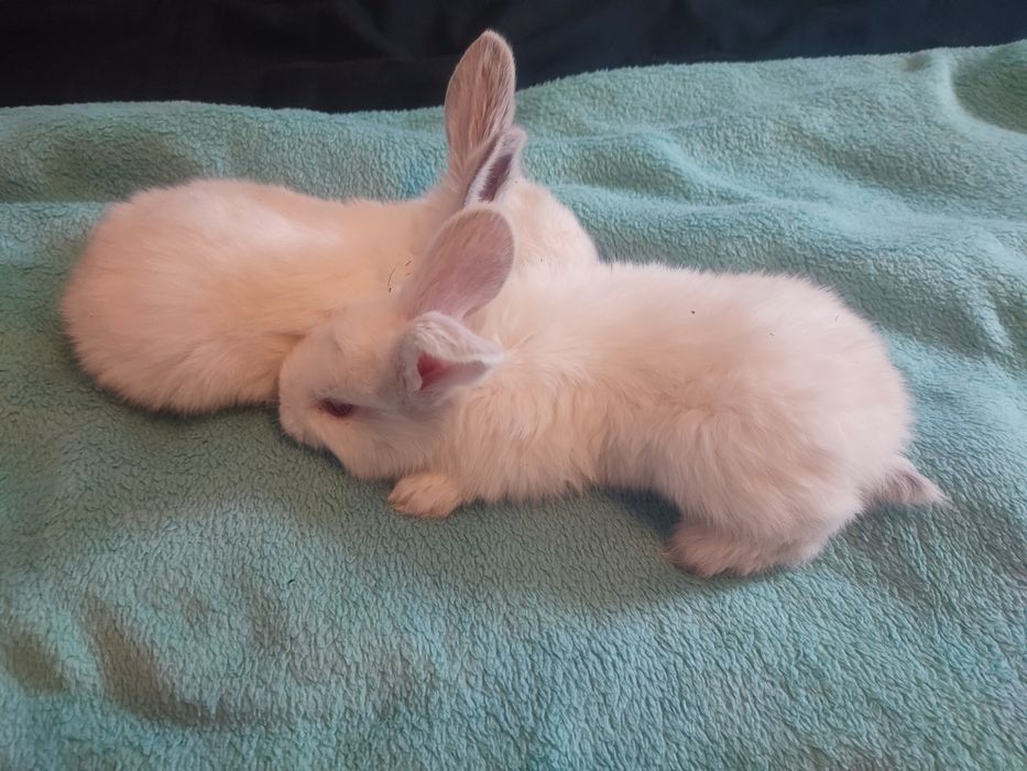 Pui de iepure albinoși