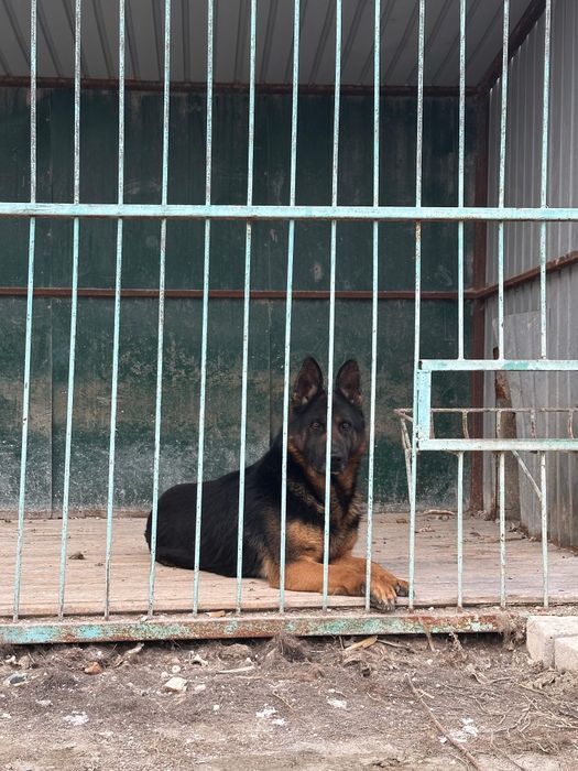 Продаётся немецкая овчарка