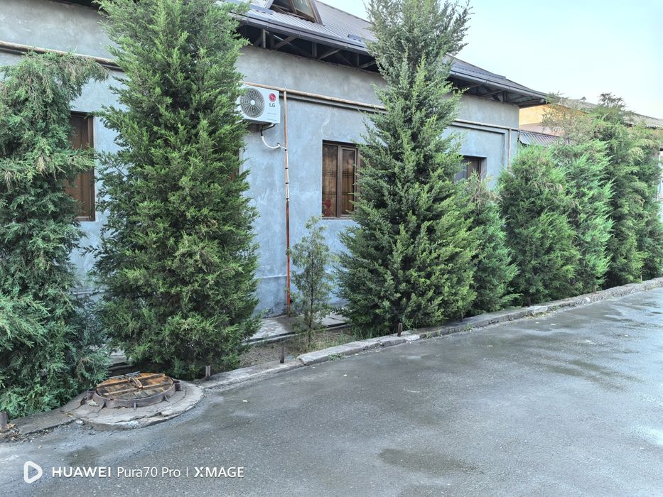 Ушбу арчаларни кесиб чиройли қилиш керак!