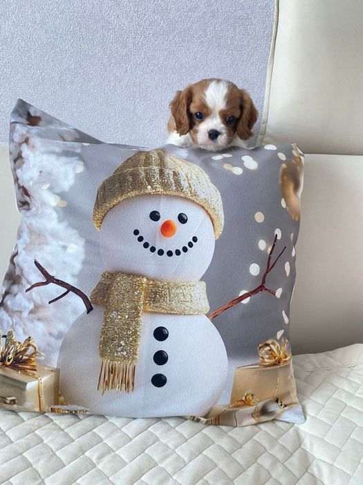 Кавалер кинг Чарльз Спаниель