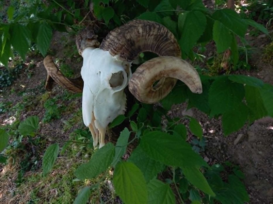 trofeu.trofee.craniu.coarne de berbec masiv