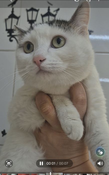 Белоснежка мечтает жить дома!