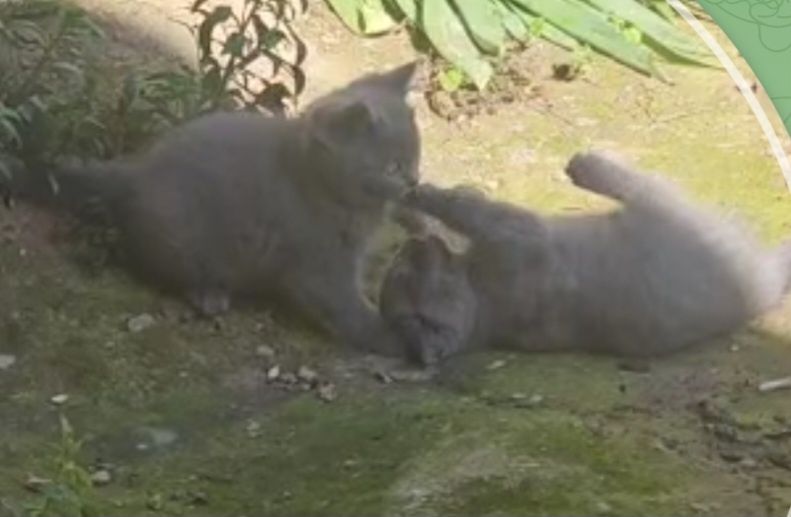 Мушук боласи сотилади