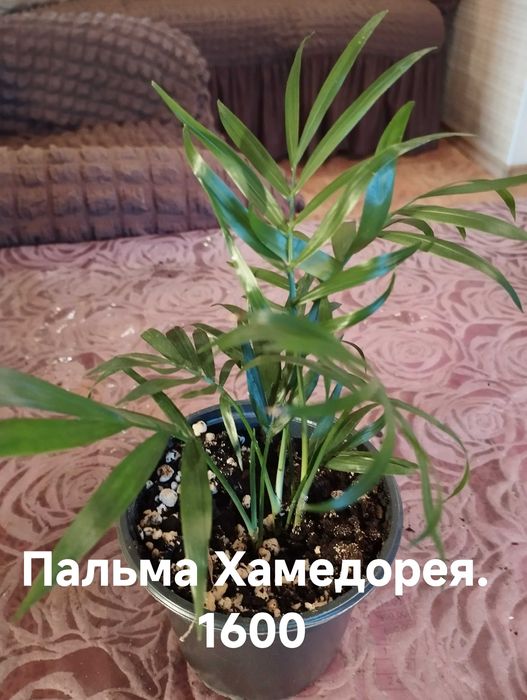 Продам комнатные растения