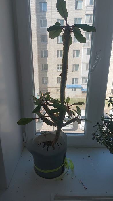 Продам цветы самовывоз